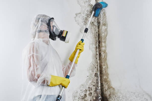 Best Industrial Mold Remediation in Milpitas, CA