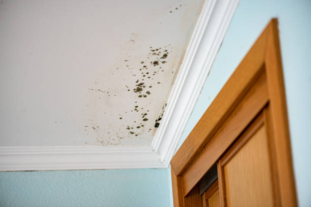 Best Bathroom Mold Remediation in Milpitas, CA