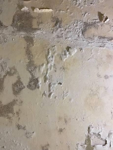 Best Emergency Mold Remediation in Milpitas, CA