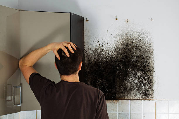 Best Localized Mold Remediation (e.g., coastal areas, humid climates) in Milpitas, CA
