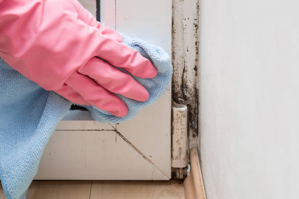 Best Black Mold Remediation in Milpitas, CA